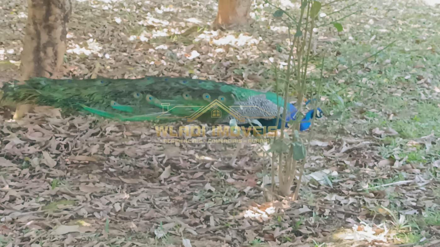 Chácara, 3 hectares - Foto 27