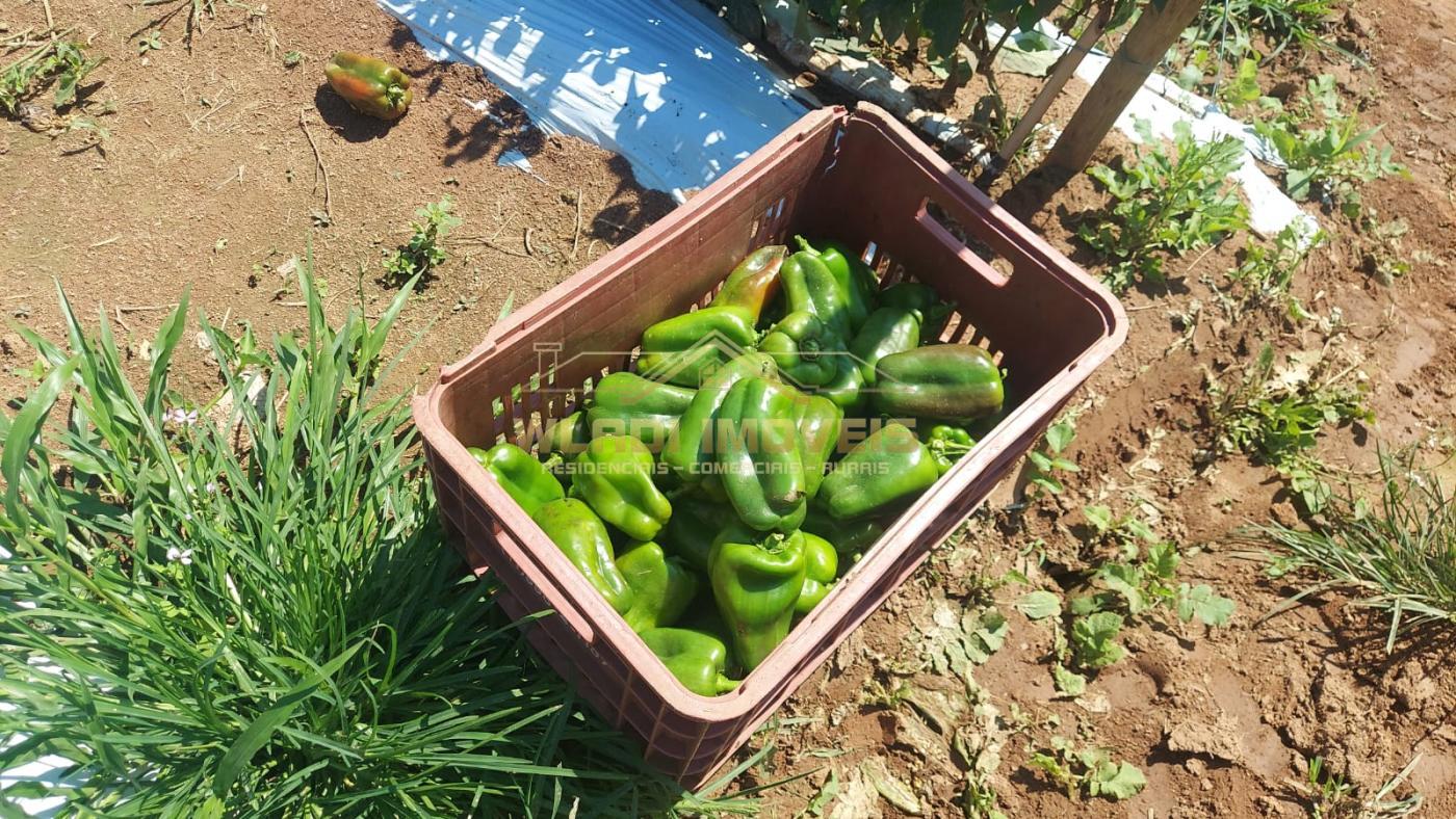 Sítio, 31 m² - Foto 5