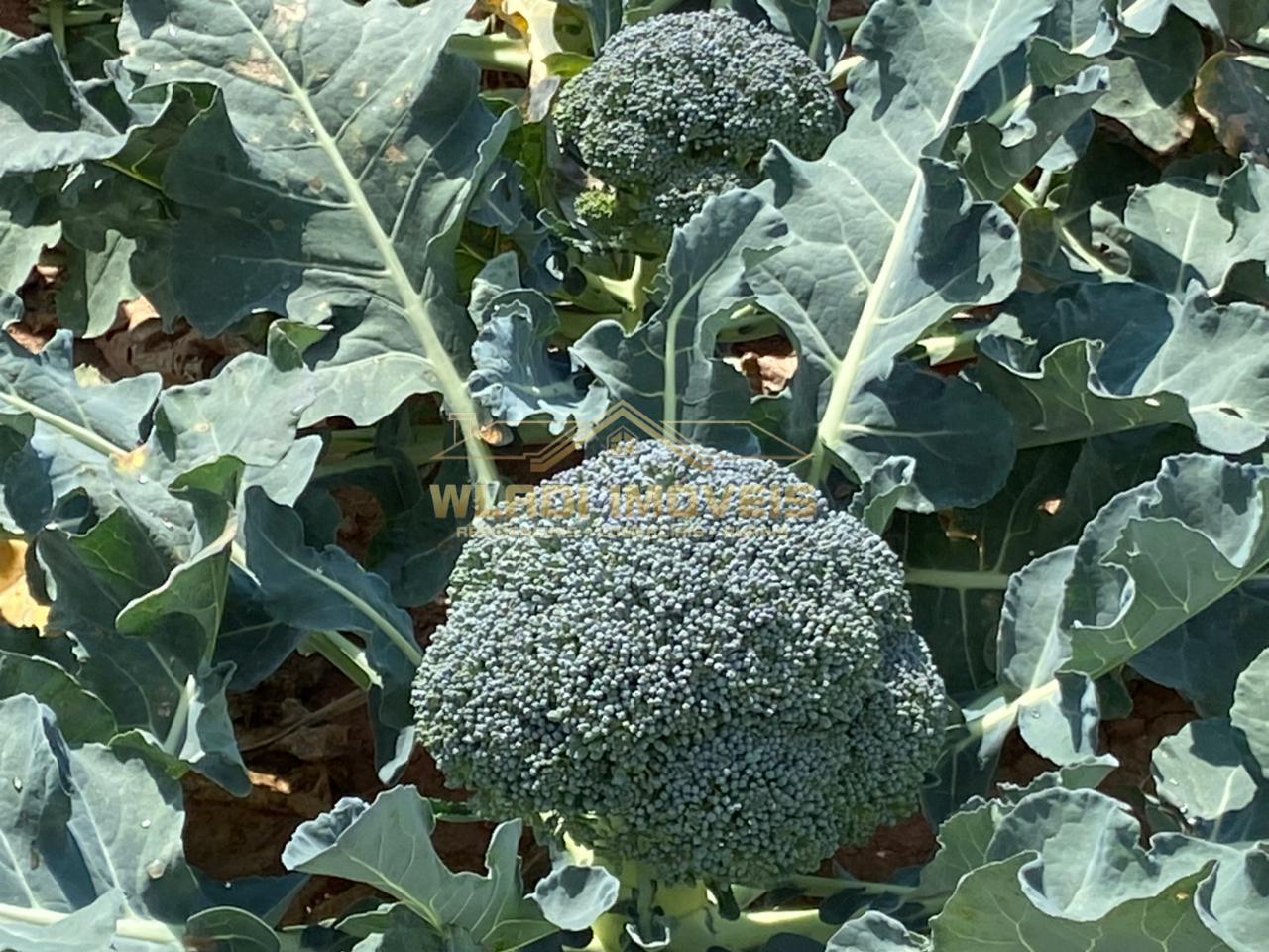 Fazenda, 70 m² - Foto 3