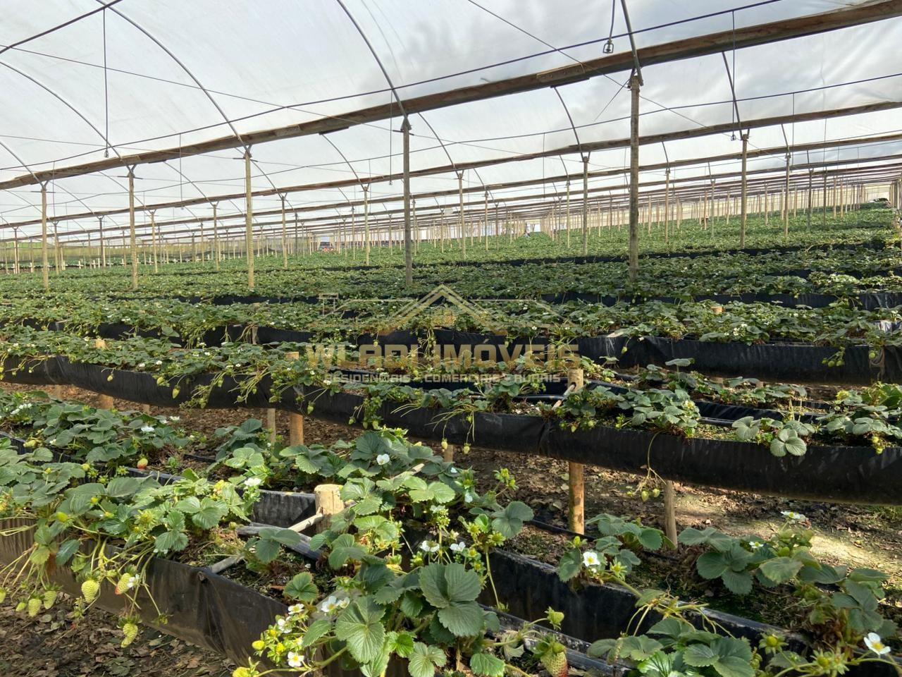 Fazenda, 70 m² - Foto 12