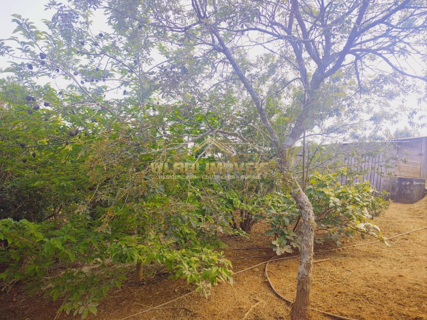 Chácara, 1 hectares - Foto 17