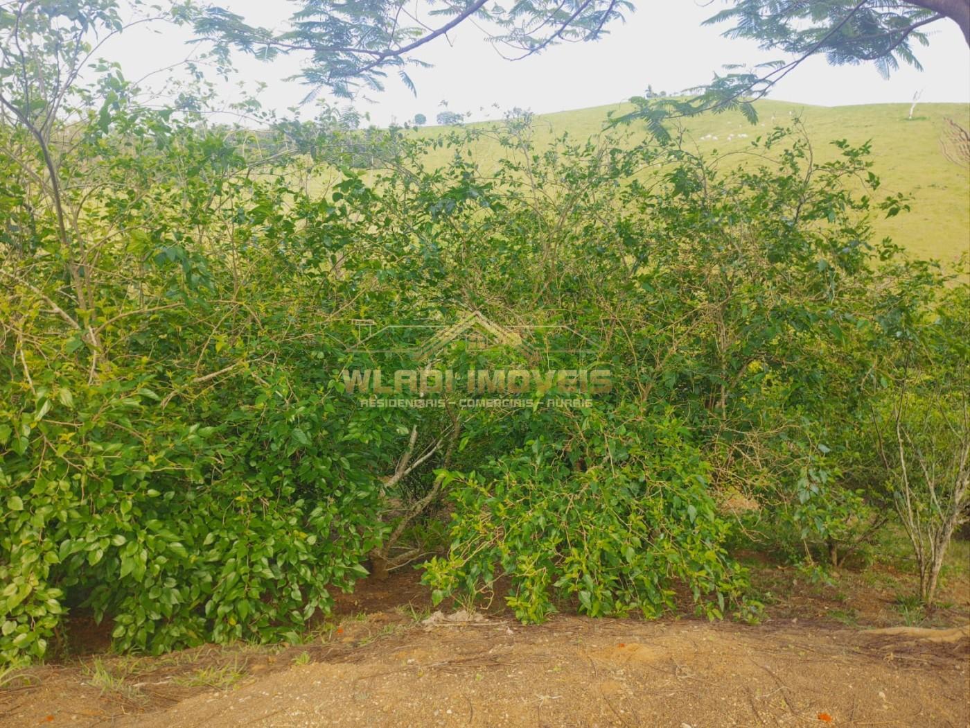 Chácara, 1 hectares - Foto 13