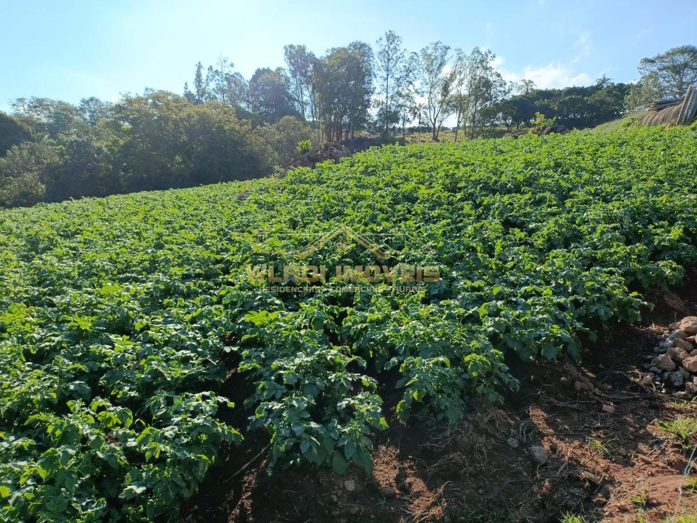 Sítio, 3 m² - Foto 4