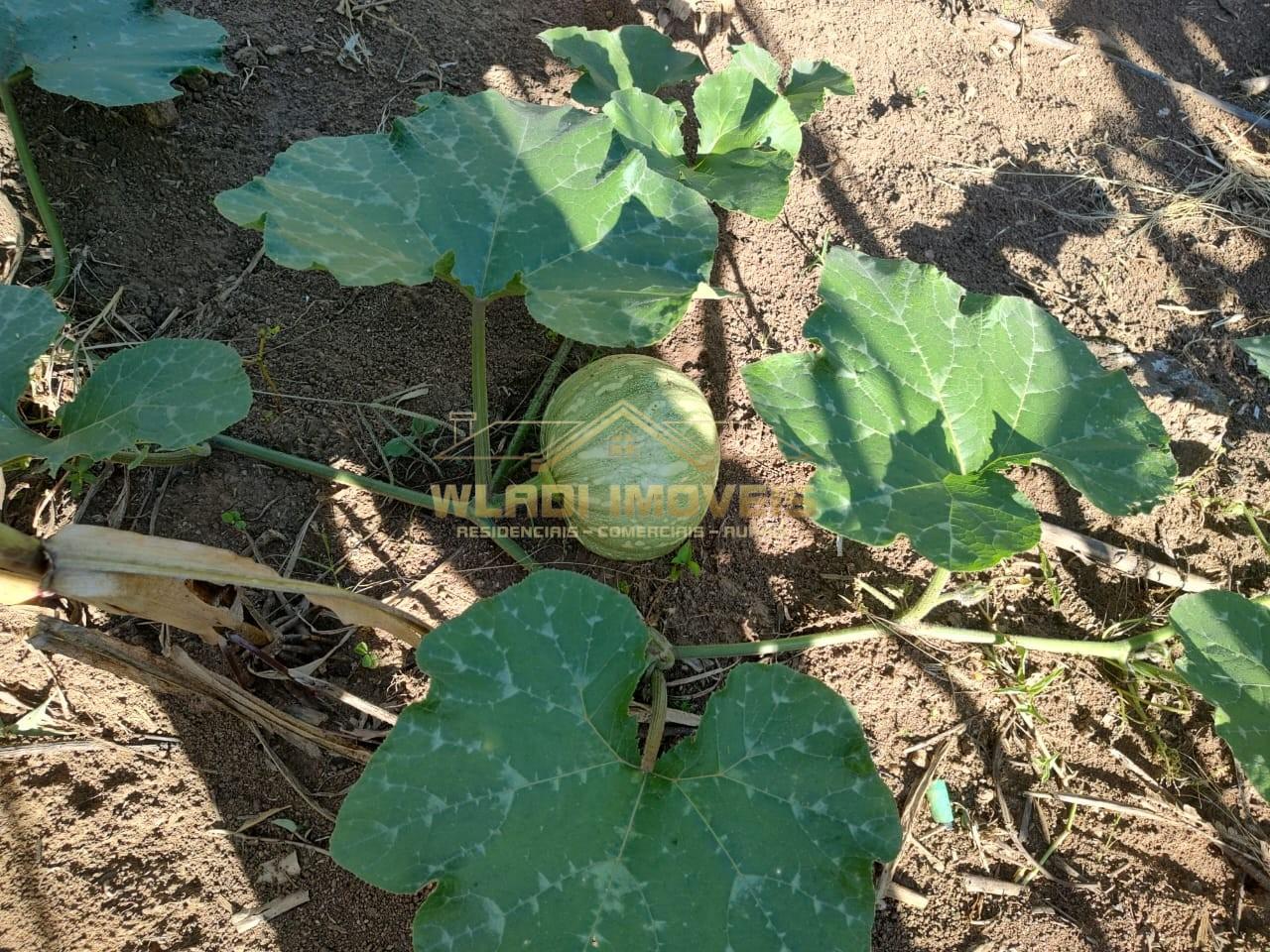 Chácara, 5000 m² - Foto 7