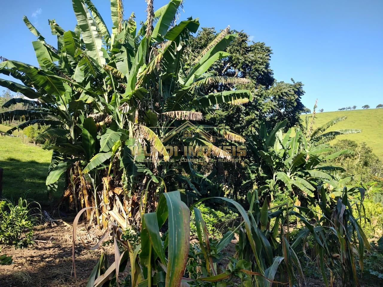 Chácara, 5000 m² - Foto 9