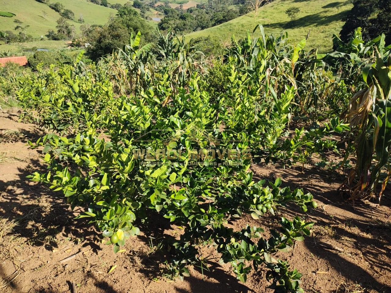 Chácara, 5000 m² - Foto 14