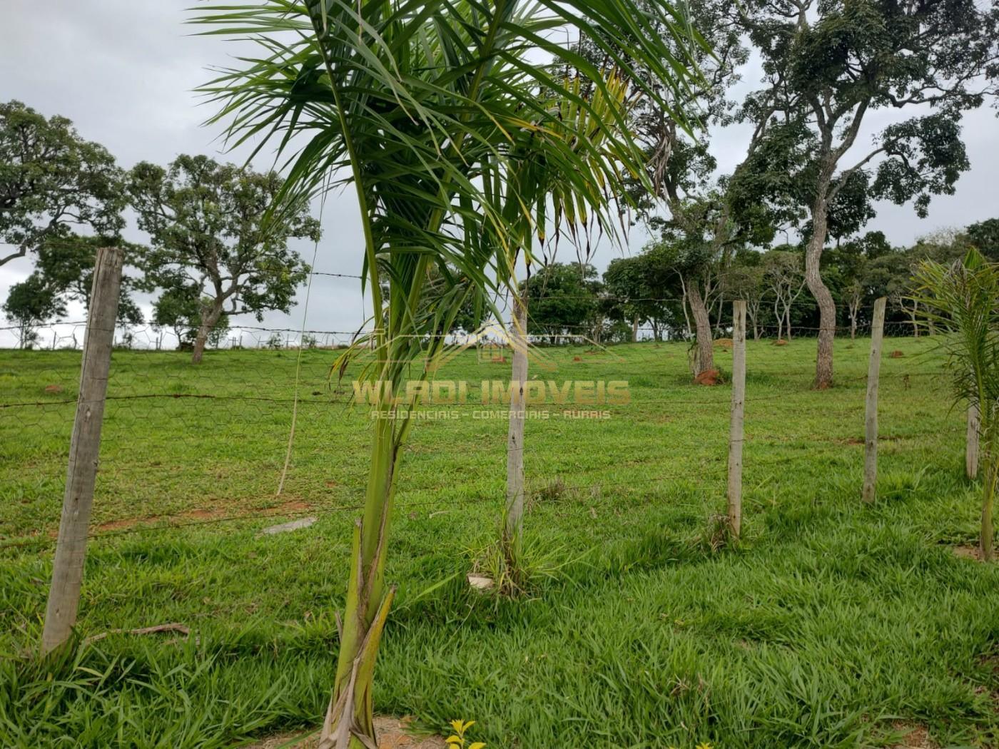 Sítio, 7 hectares - Foto 6