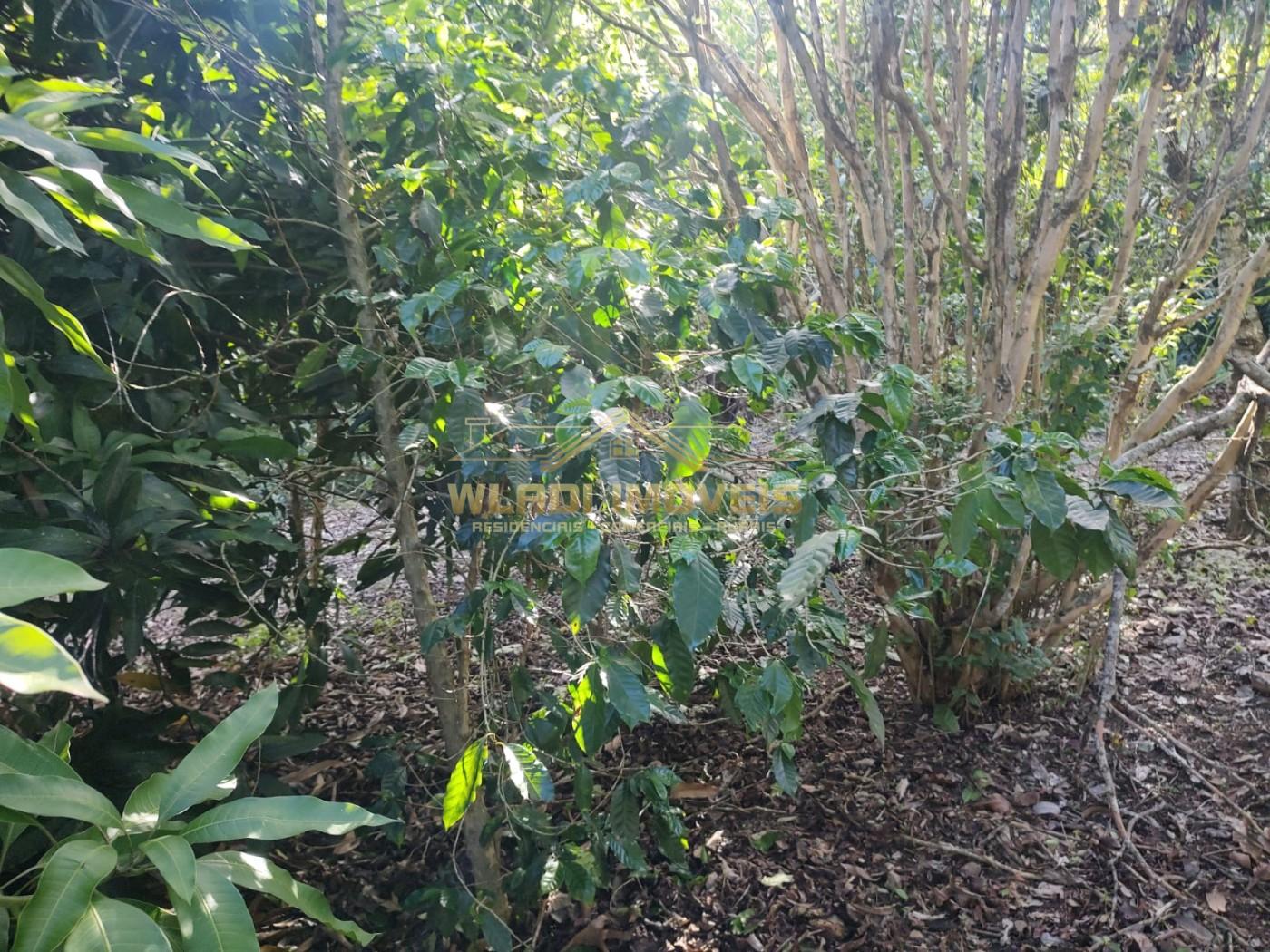 Sítio, 2 m² - Foto 18