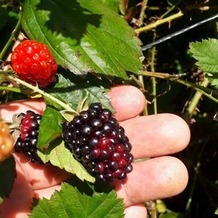 Fazenda, 20 m² - Foto 9