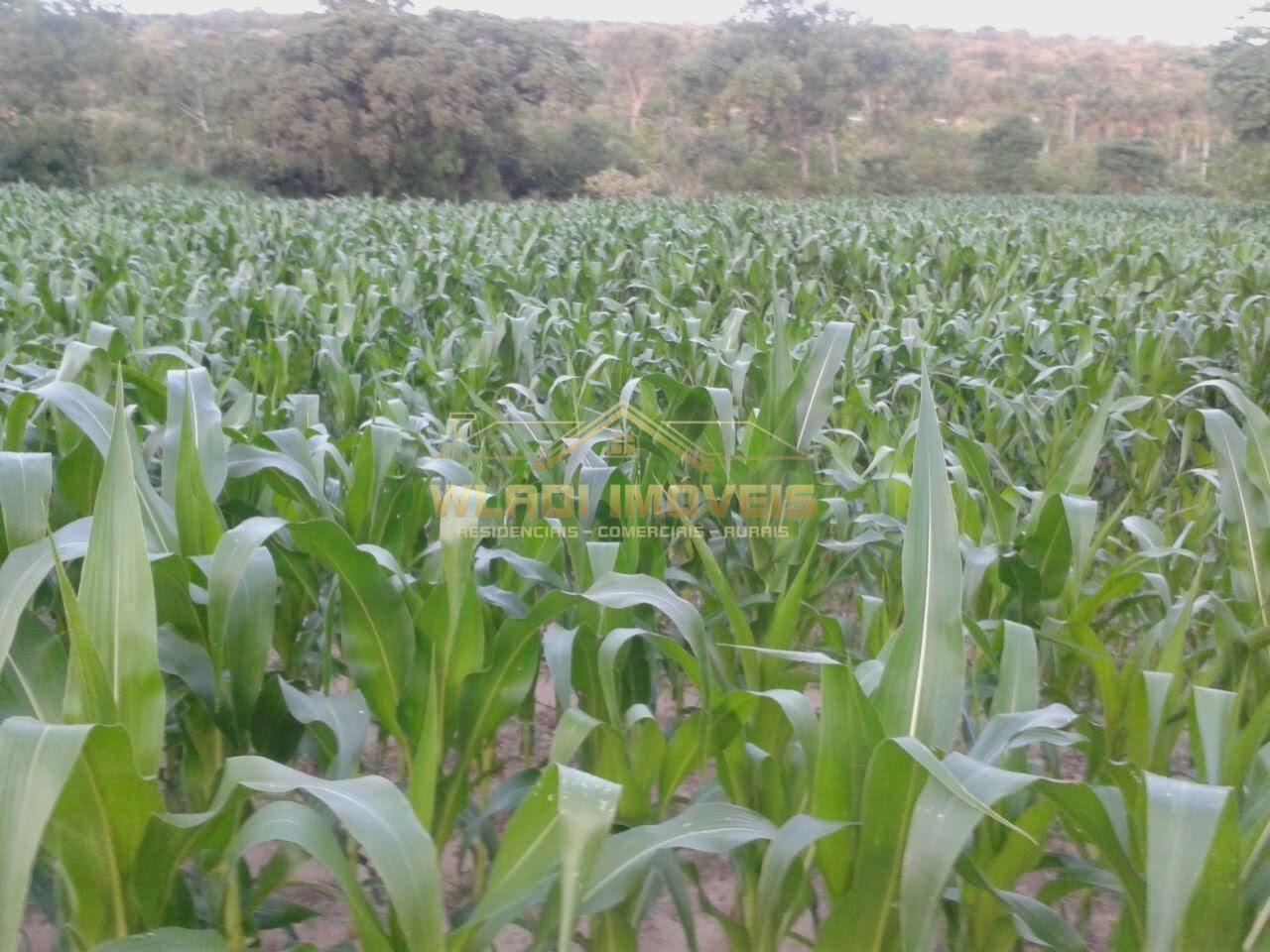 Fazenda, 1844 m² - Foto 8