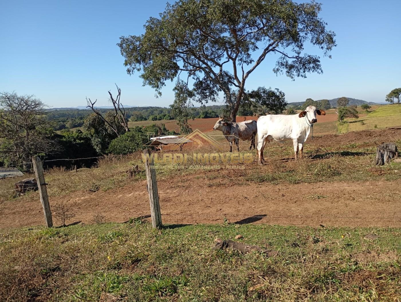 Sítio, 27 m² - Foto 4