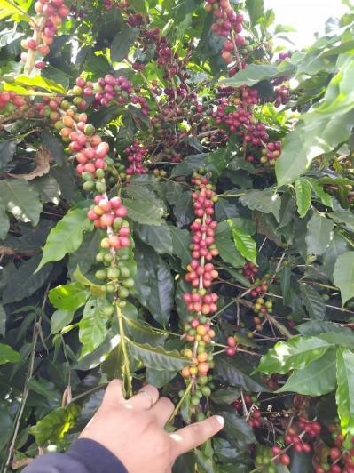 Fazenda, 137 m² - Foto 4