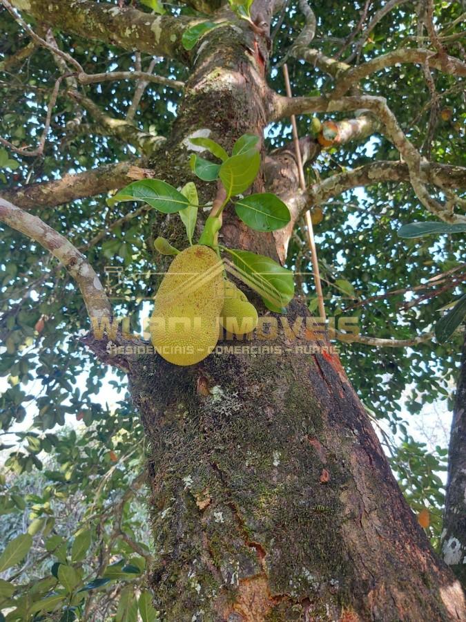 Terreno, 2 hectares - Foto 12