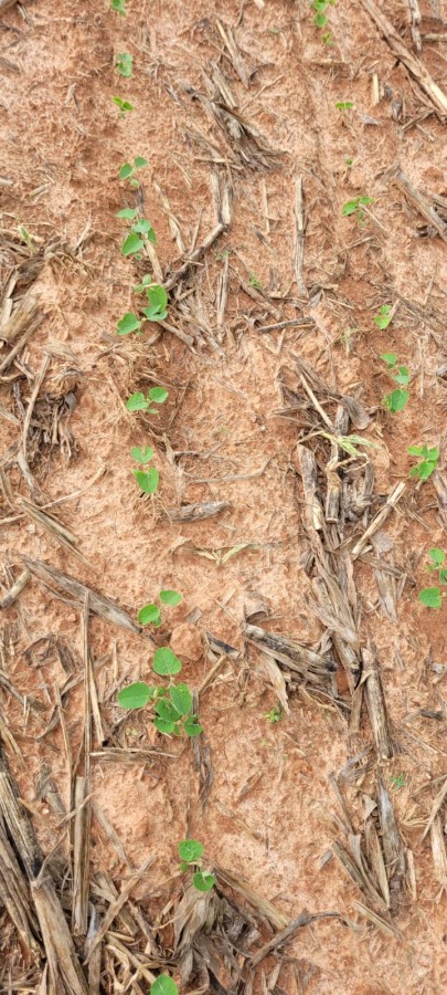 Sítio, 9 m² - Foto 18