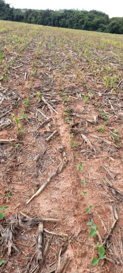 Sítio, 9 m² - Foto 27