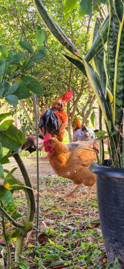 Terreno, 4890 m² - Foto 7