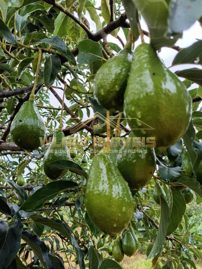 Sítio, 4 quartos, 6 m² - Foto 6