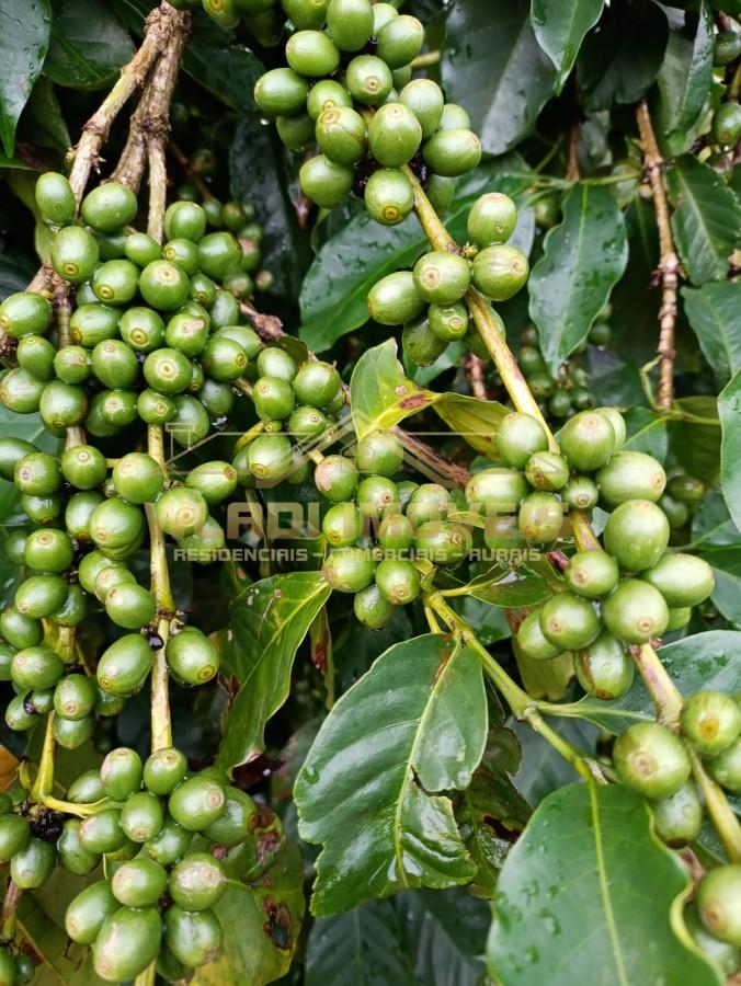 Sítio, 4 quartos, 6 m² - Foto 5