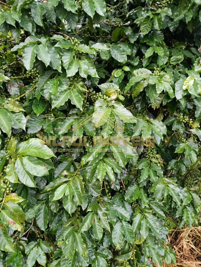 Sítio, 4 quartos, 6 m² - Foto 21