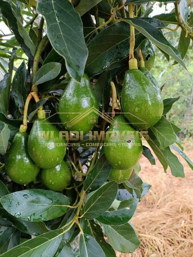 Sítio, 4 quartos, 6 m² - Foto 7