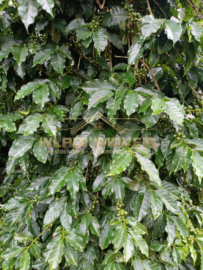 Sítio, 4 quartos, 6 m² - Foto 23