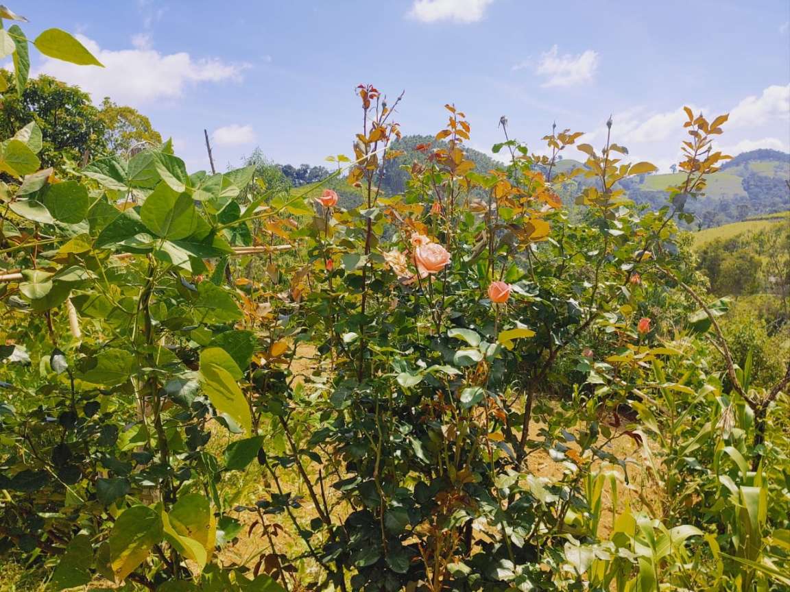 Chácara, 1800 m² - Foto 9