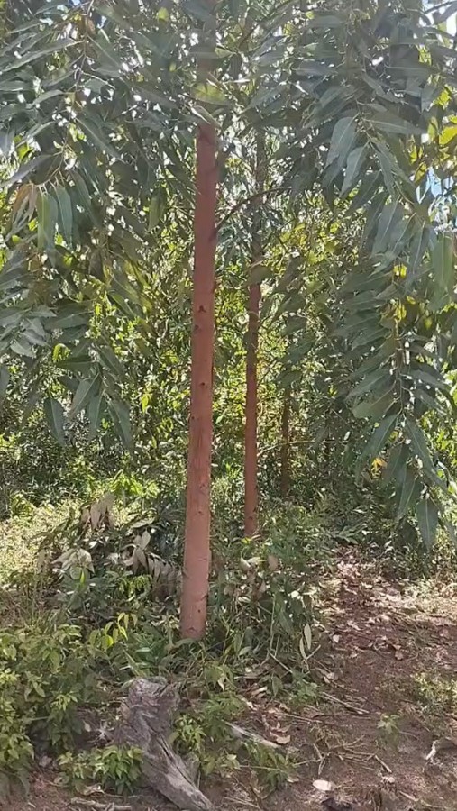 Fazenda, 2200 m² - Foto 15