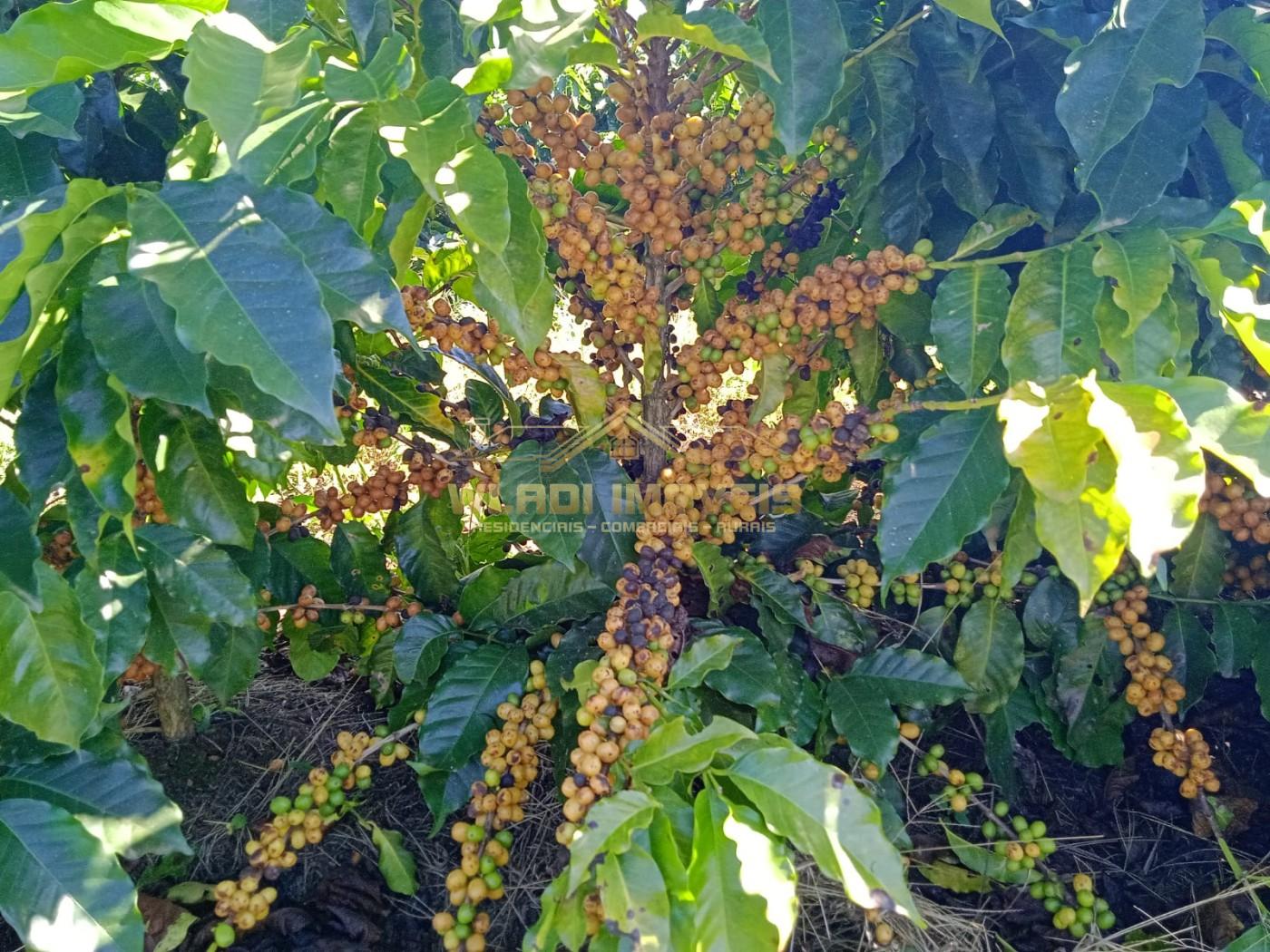 Fazenda - Foto 2
