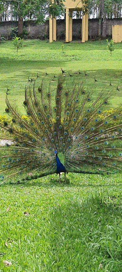 Sítio, 7 quartos, 6 hectares - Foto 46